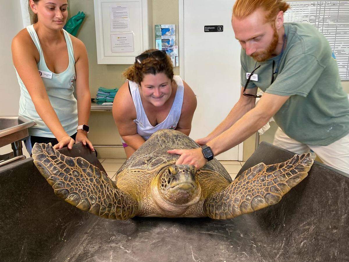 Employees at the Turtle Hospital in the Florida Keys give Bubble Butt the sea turtle his annual physical in 2021.