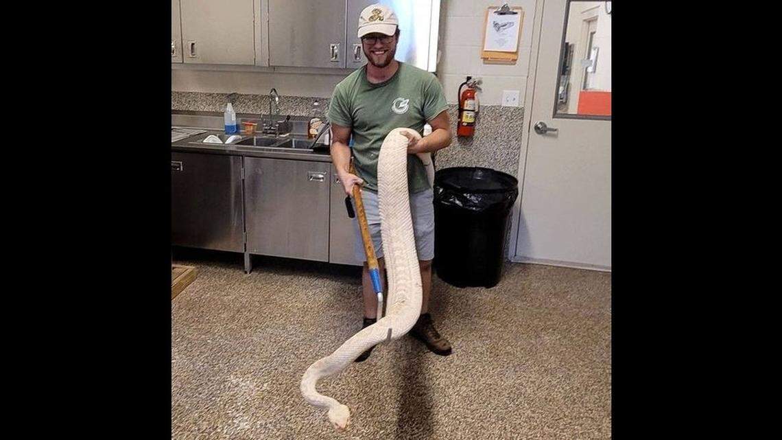 One of the world’s largest eastern diamondback rattlesnakes is 7 feet long and resides at the Orianne Center For Indigo Conservation, a private facility in central Florida.