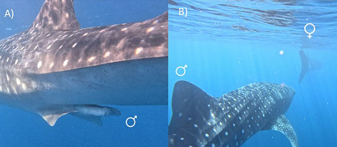 Researchers hopped into the water to see how the two whale sharks would interact, according to the study.