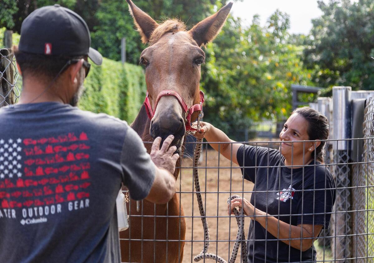 Martha and Jeff pet Molly, Martha’s mule, after she was vaccinated on Aug. 13, 2023. “[Martha] loves her more than she loves me,” Jeff said.