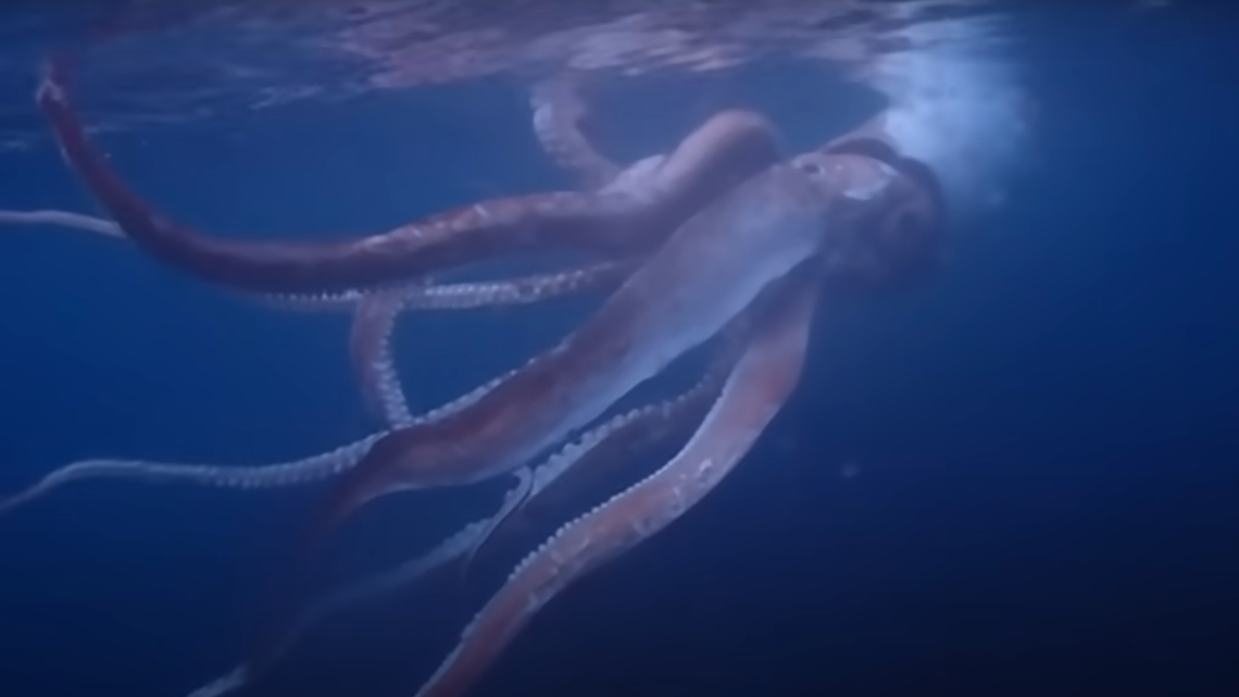A scuba diver in Toyooka filmed a giant squid swimming “sluggishly” near the surface, rare footage of the living deep-sea animal shows.