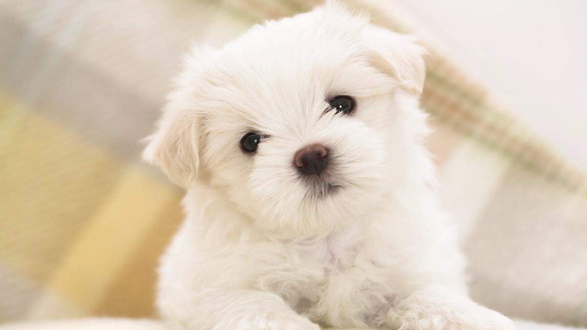 Maltese puppy