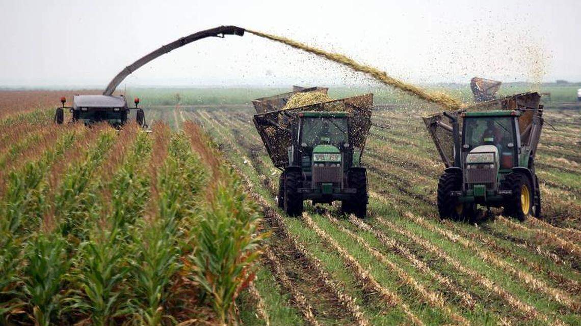 Farm workers shred sugar cane near Lake Okeechobee.