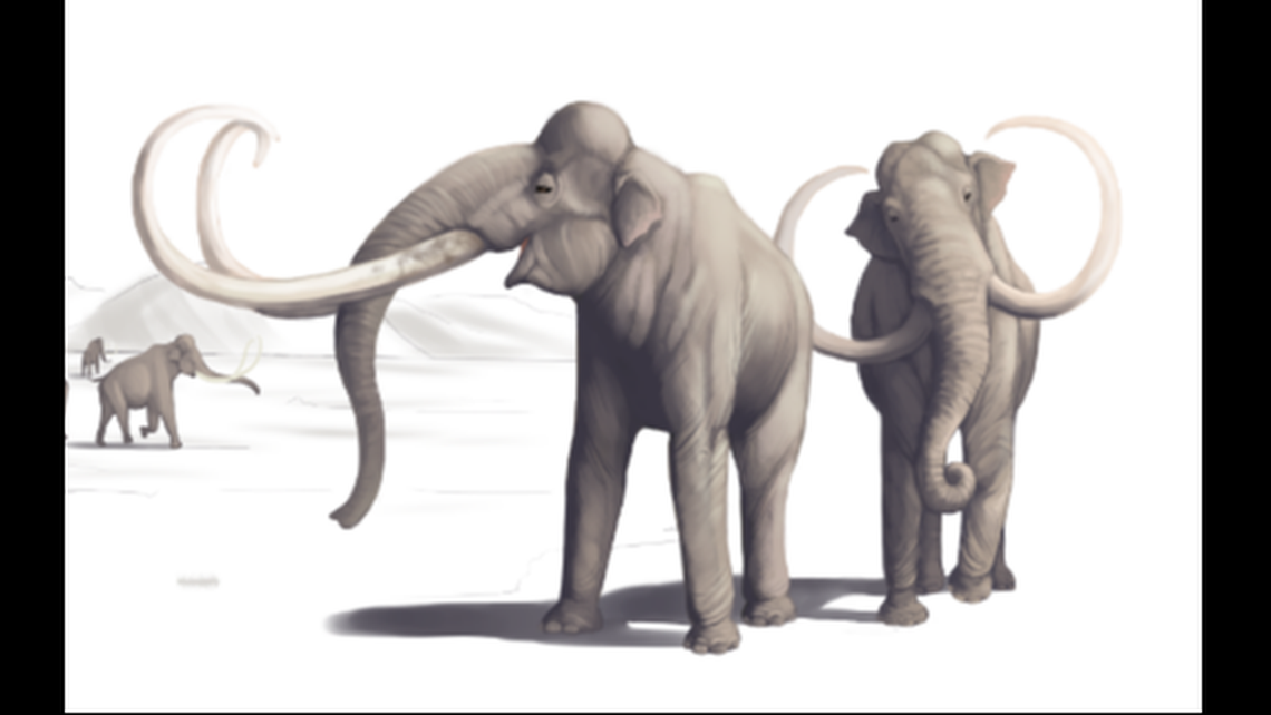 Male Columbian mammoth could weigh as much as 22,000 pounds. Both males and females grew long, curved tusks, the National Park Service says.