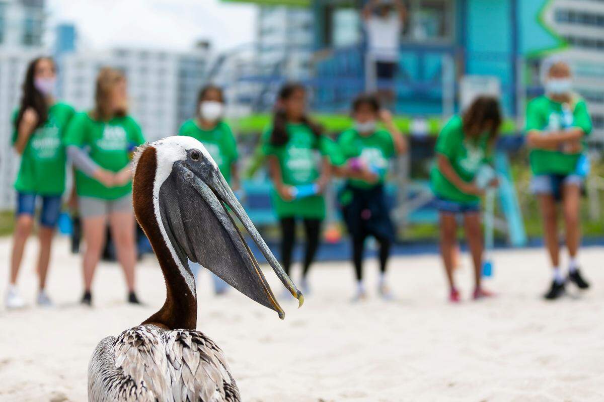 A rehabilitated brown pelican is released by the Pelican Harbor Seabird Station in Miami Beach, Florida on Tuesday, June 22, 2021. Miami Beach Mayor Dan Gelber and children from the North Shore Youth Center helped the seabird station release two rehabilitated brown pelicans into the wild Tuesday.