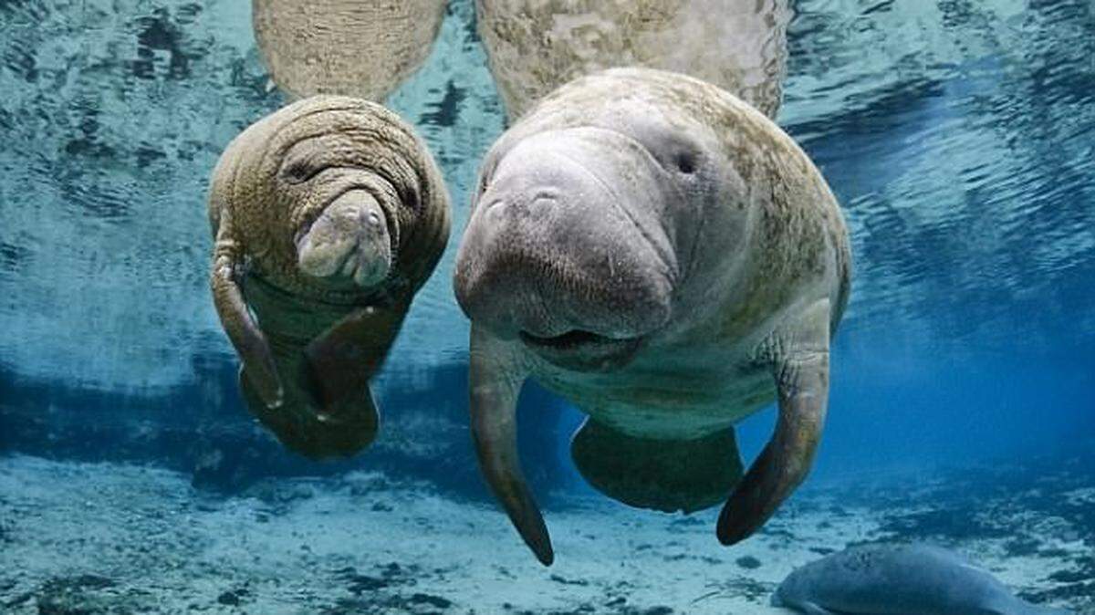 Feeding manatees could be a form of harassment, which is illegal under both state and federal law, according to the Florida Fish and Wildlife Conservation Commission. 