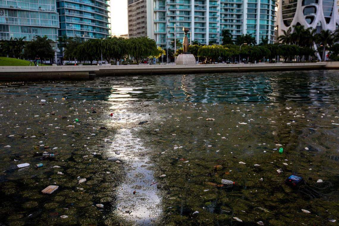 High surface water temperatures led to a sudden drop in oxygen, which led to the fish kill in northern Biscayne Bay last year.