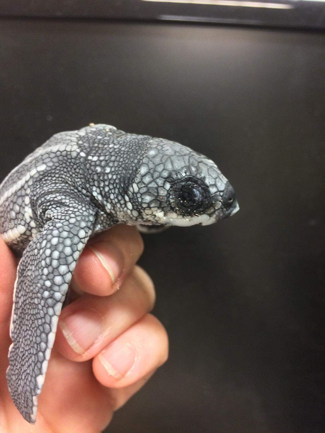 South Florida has one of the largest populations of leatherback sea turtles in the United States. Leatherback sea turtle nests with lower temperatures produced larger hatchlings than nests with hotter temperatures. The turtles in hotter nests were smaller and clumsier than the larger hatchlings.