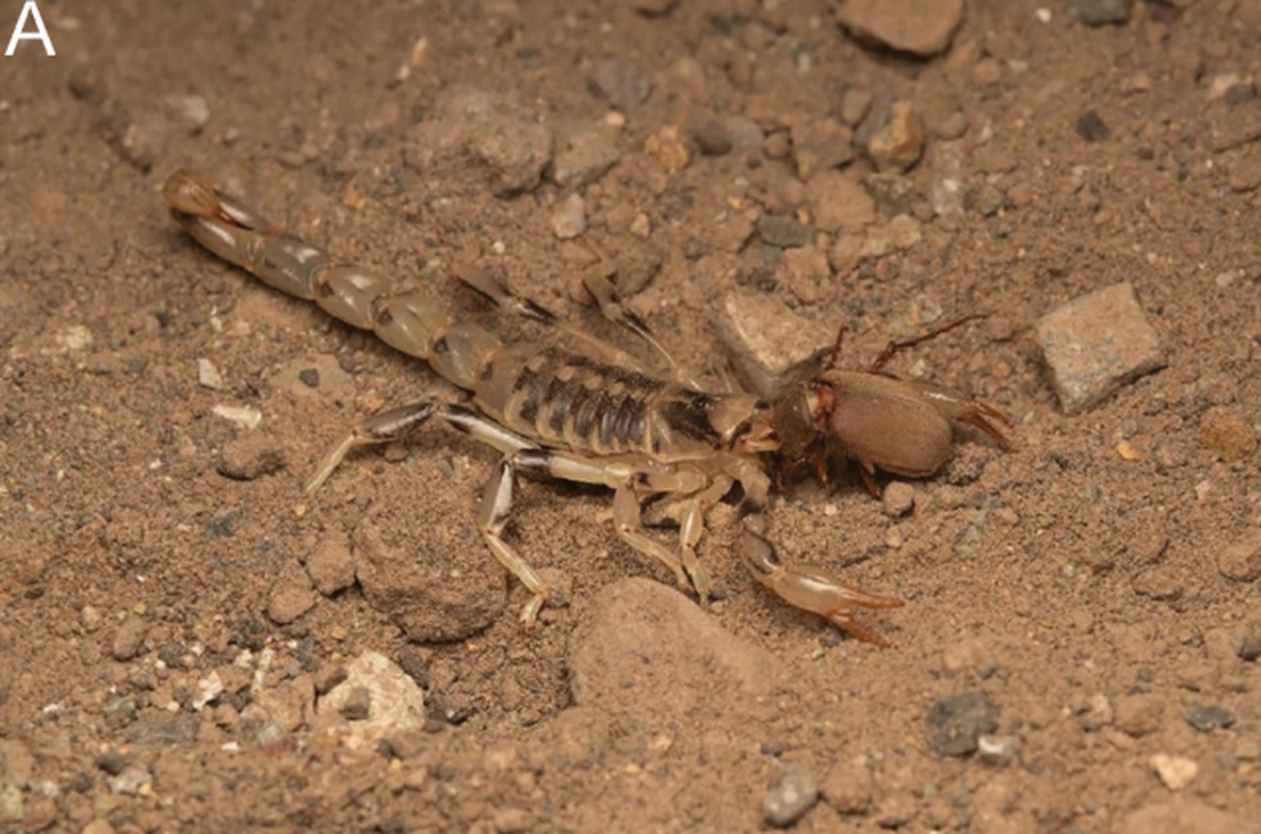 The scorpions are predators, feeding on small critters along the ground.