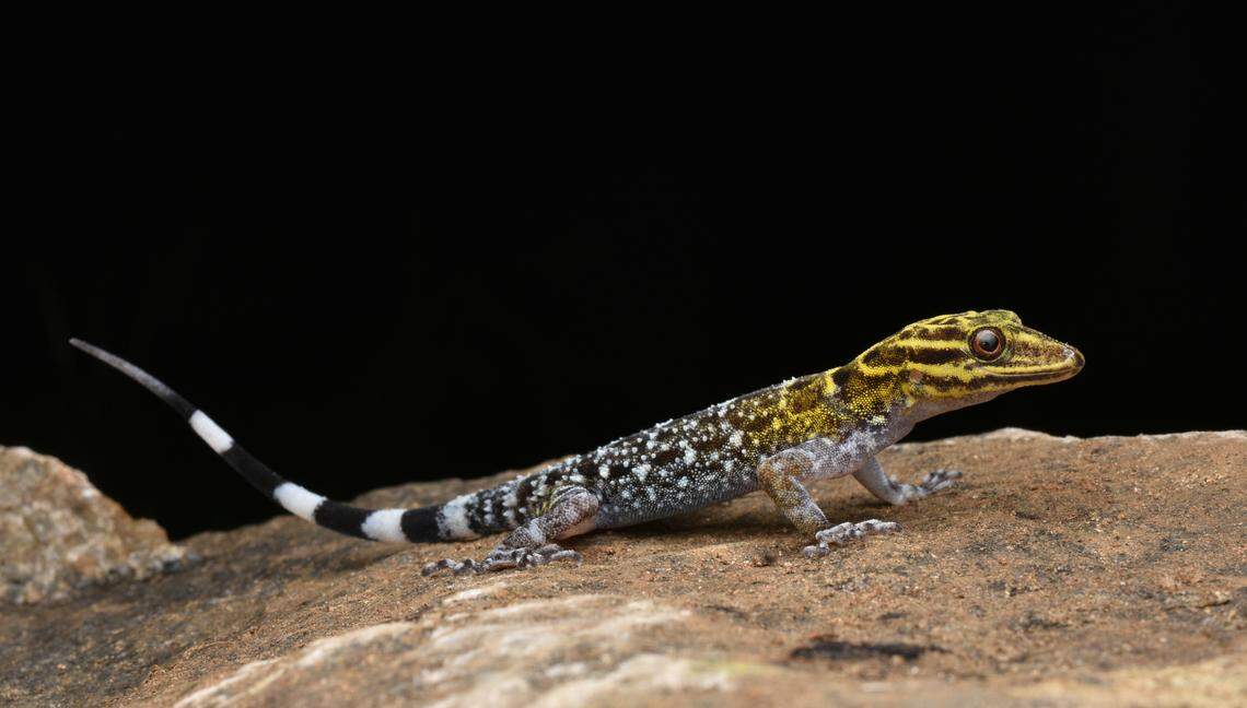 A male Cnemaspis rashidi, or Rashid’s dwarf gecko, perched on a rock.
