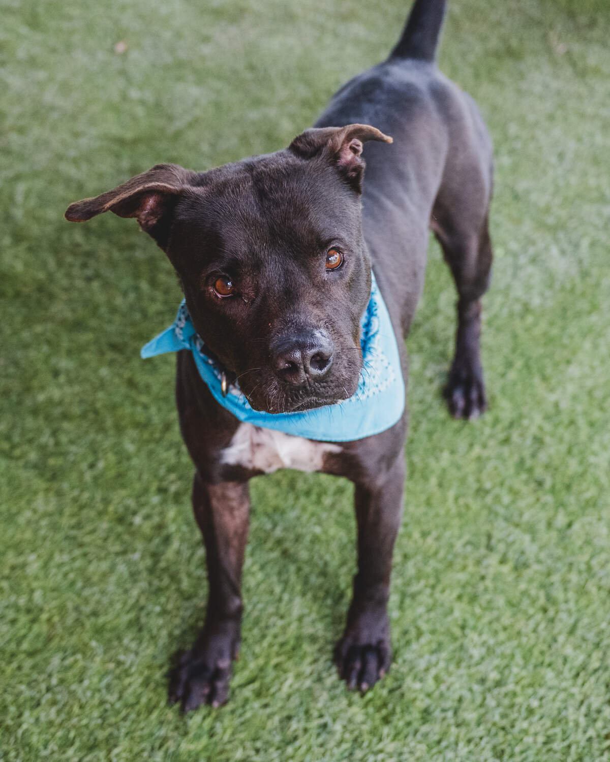 Meet Bimi #A2422901! He’s a sweet American bulldog mix that’s been in the shelter since January. He’s around a year and 7 months old, and he came in as a stray with a skin condition. But don’t let that fool you – he’s really calm, patient, and loving! He loves being around people and will do anything for a treat. Although he prefers to be around female dogs, he has participated in playgroup. If you’re looking for a new furry friend, Bimi would make a great companion!