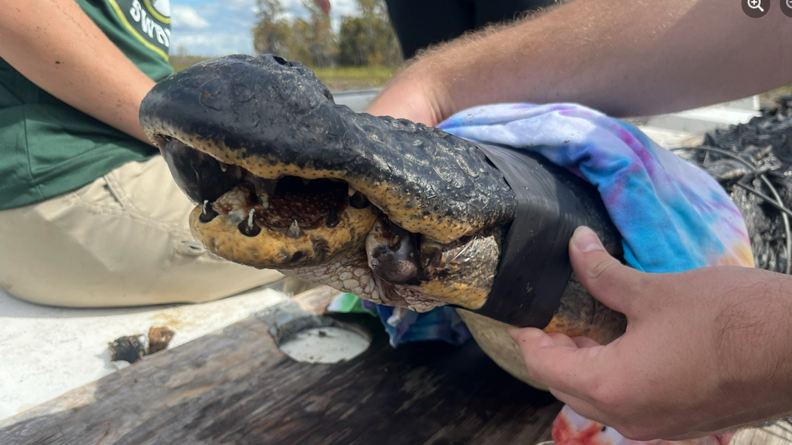 A chunk of BEN’s lower jaw had been nearly ripped away and was hanging on only by skin, the UGA Coastal Ecology Lab reported in a Nov. 11 Facebook post.
