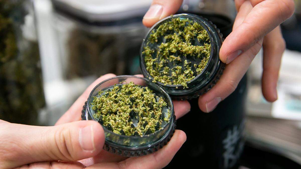 Chad Davis, an employee at Boveda, grinds “Bubba Kush” an indica marijuana strain at his booth during the 6th Annual Cannabis Lab Conference & Expo at the Hyatt Regency Miami on Friday, June 3, 2022 in downtown Miami.