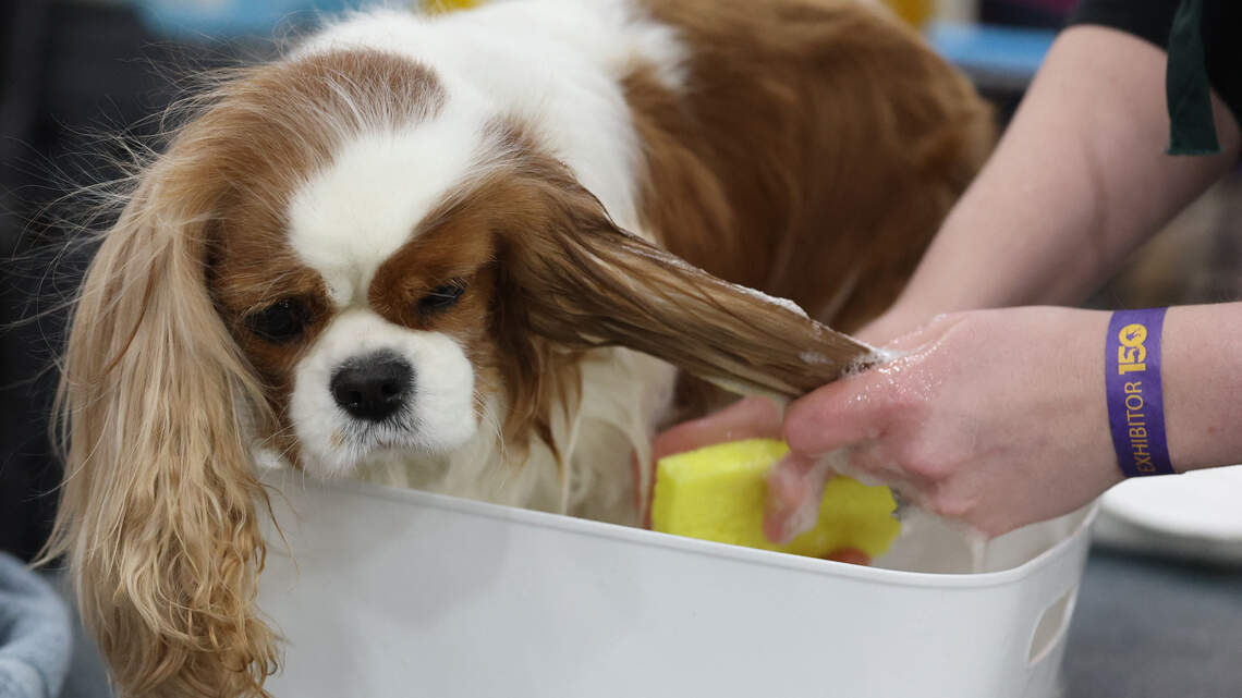 What is barkitecture? The design trend turning pet-friendly homes into a $165 billion conversation
