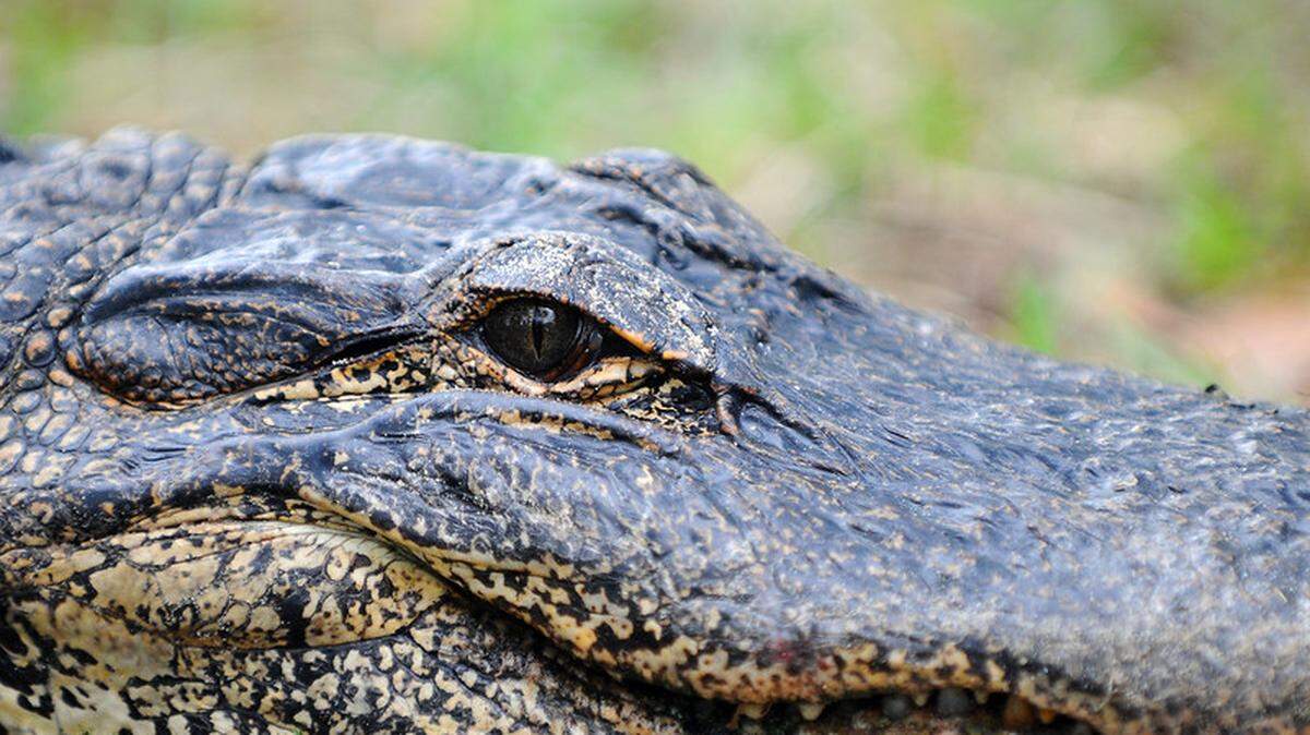 A traffic stop in Dixie County, Florida, revealed an SUV was hauling an alligator in a burlap sack, officials say.