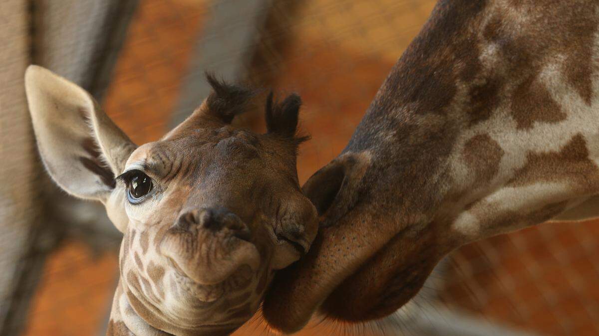 HIMEJI, JAPAN - OCTOBER 16: An eleven day old newborn giraffe calf stands beside his mother named Mimi in their enclosure at Himeji Central Park on October 16, 2013 in Himeji, Japan. The baby giraffe was born on October 5, 2013 and stands over 170 cm tall. (Photo by Buddhika Weerasinghe/Getty Images)