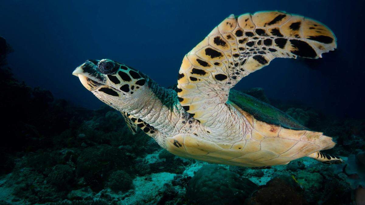 Hawksbill turtles are found in warm waters throughout the world’s oceans and nest on remote islands and sands.