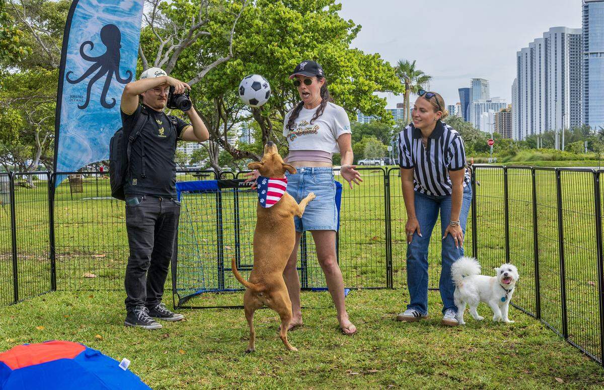 Bouy, a Staffordshire Terrier, representing USA team goes to ball against Maddie Kaufman as trainer Abby Guarch (far right) looks on, during the “World Pup” for Miami's dogs and soccer fans, Inspired by the Super Bowl's Puppy Bowl and just in time for Miami's 2026 Soccer World Cup matches, hosted by Miami-Dade County & Debris Free Oceans, at Haulover Park, in Miami Beach, on Saturday, May 30, 2026.