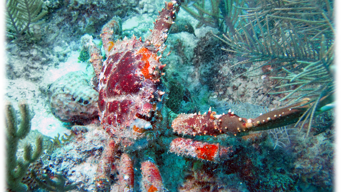 Caribbean king crabs are very efficient at removing seaweed from coral reefs because they eat all kinds of algae. Too much algae can kill corals because they block out the light.  
