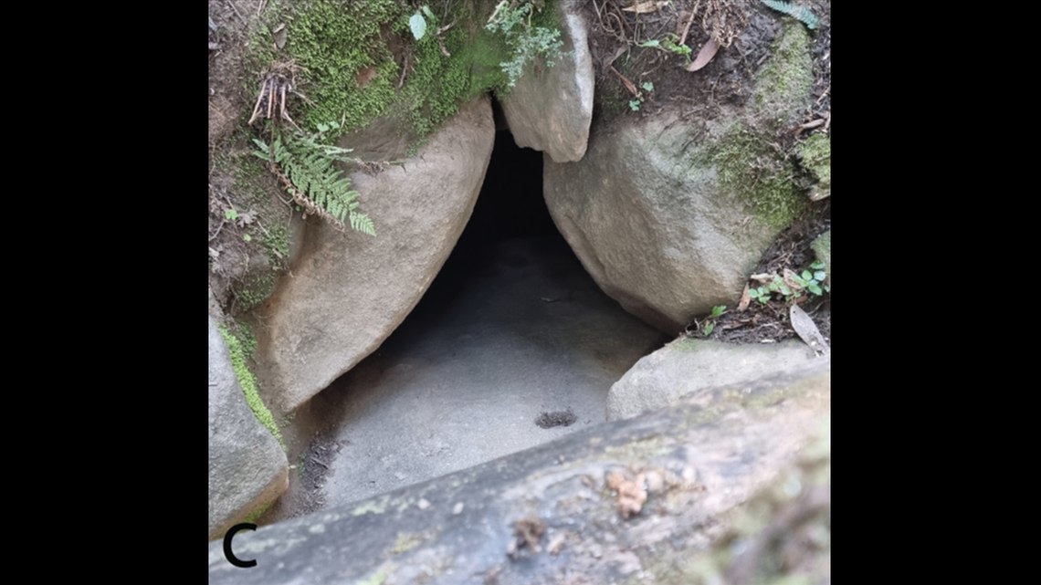 At a popular tourist cave in southern Australia, a new species was hidden among the dark stones.