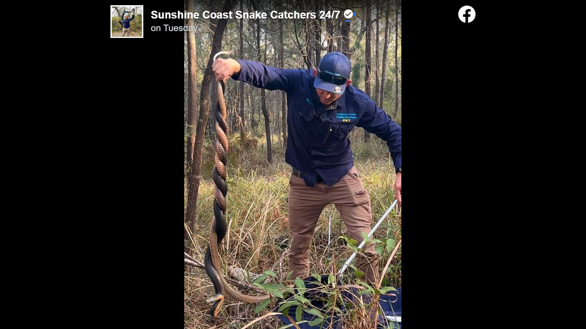 Two large and extremely dangerous snakes were caught in an unlikely way, when a gutsy Australian snake catcher snatched up both at once, using only two fingers.