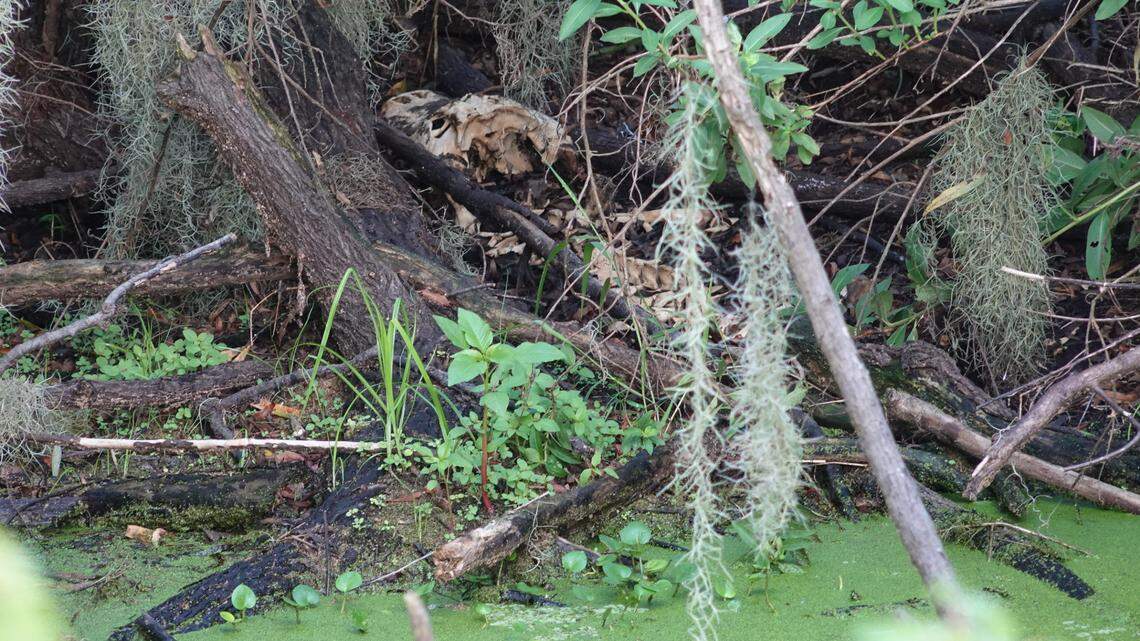Jamie Murdoch found this intact alligator skeleton Aug. 7 in Florida, when the water levels had fallen in Polk County’s 1,267-acre Circle B Bar Reserve.
