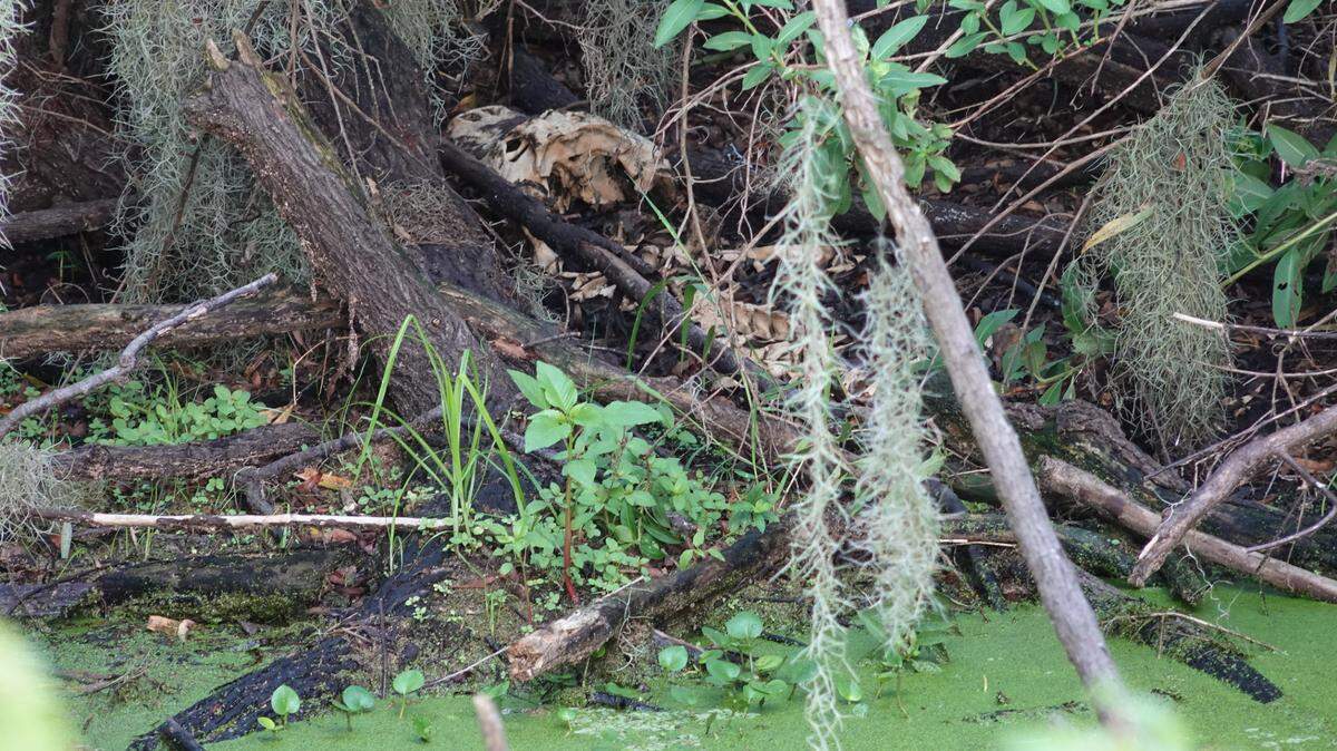 Jamie Murdoch found this intact alligator skeleton Aug. 7 in Florida, when the water levels had fallen in Polk County’s 1,267-acre Circle B Bar Reserve.