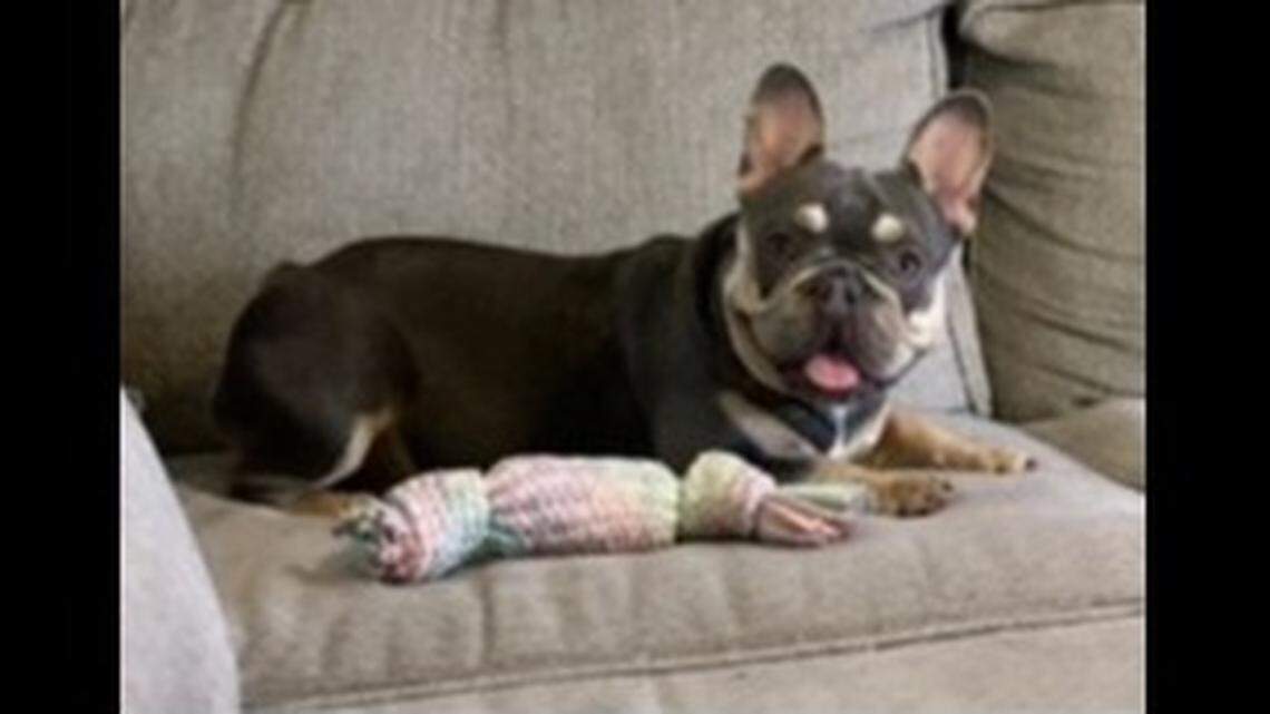 An Amazon delivery man picked up a woman’s $4,000 French bulldog and drove off after the pup began following him, according to investigators in Florida.
