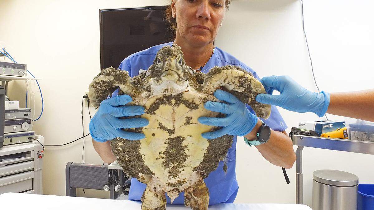 Bette Zirkelbach, manager of the Florida Keys-based Turtle Hospital, lifts a juvenile green sea turtle encrusted with barnacles Monday, March 11, 2019, at the hospital in Marathon. The reptile is among 22 green sea turtles that arrived in the Florida Keys Monday evening from two Central Florida-based facilities overwhelmed with lethargic greens that have washed up on Atlantic Ocean beaches. Veterinarians are not certain why the reptiles are sick.