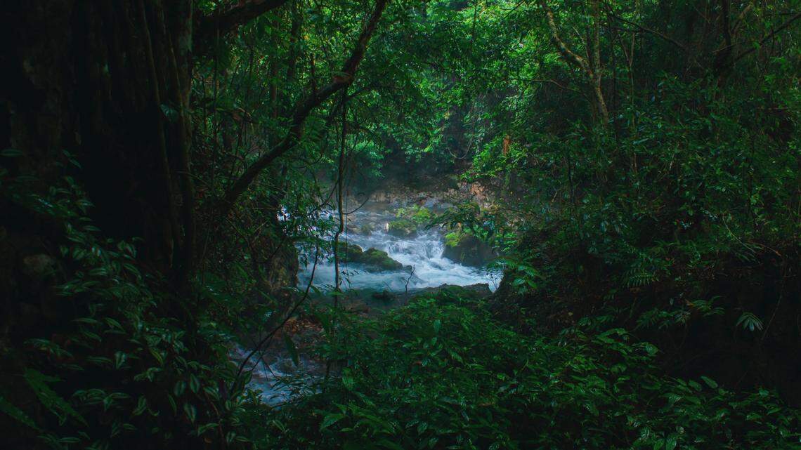 Scientists followed an animal’s “rattling” and discovered a new species, the study said. Photo shows a representative forest in Vietnam.