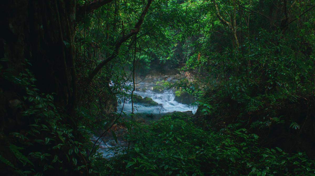 Scientists followed an animal’s “rattling” and discovered a new species, the study said. Photo shows a representative forest in Vietnam.