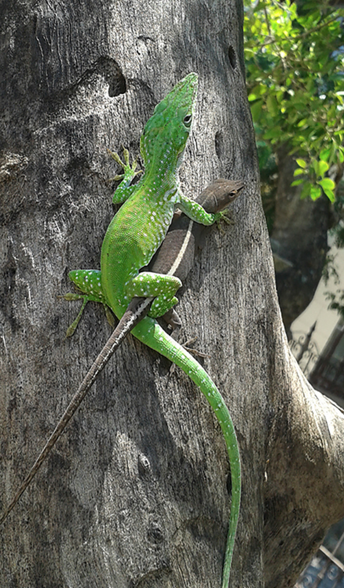 The anoles are small neotropical lizards found throughout the Caribbean, researchers said.