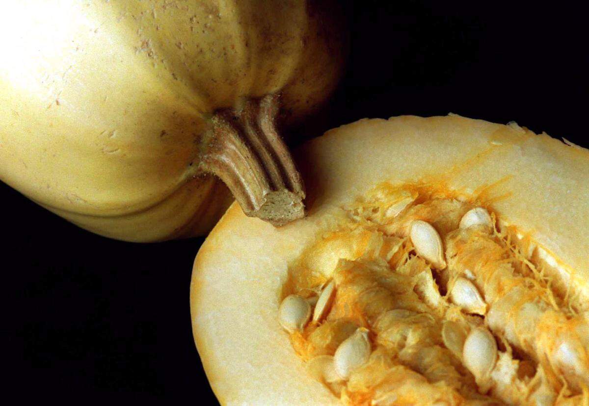 Spaghetti squash is fun to cook. Once it’s baked or steamed, and open it up and pull out mounds of gold strands that look like spaghetti. The taste is lightly sweet and fresh, perfect for a variety of sauces. 