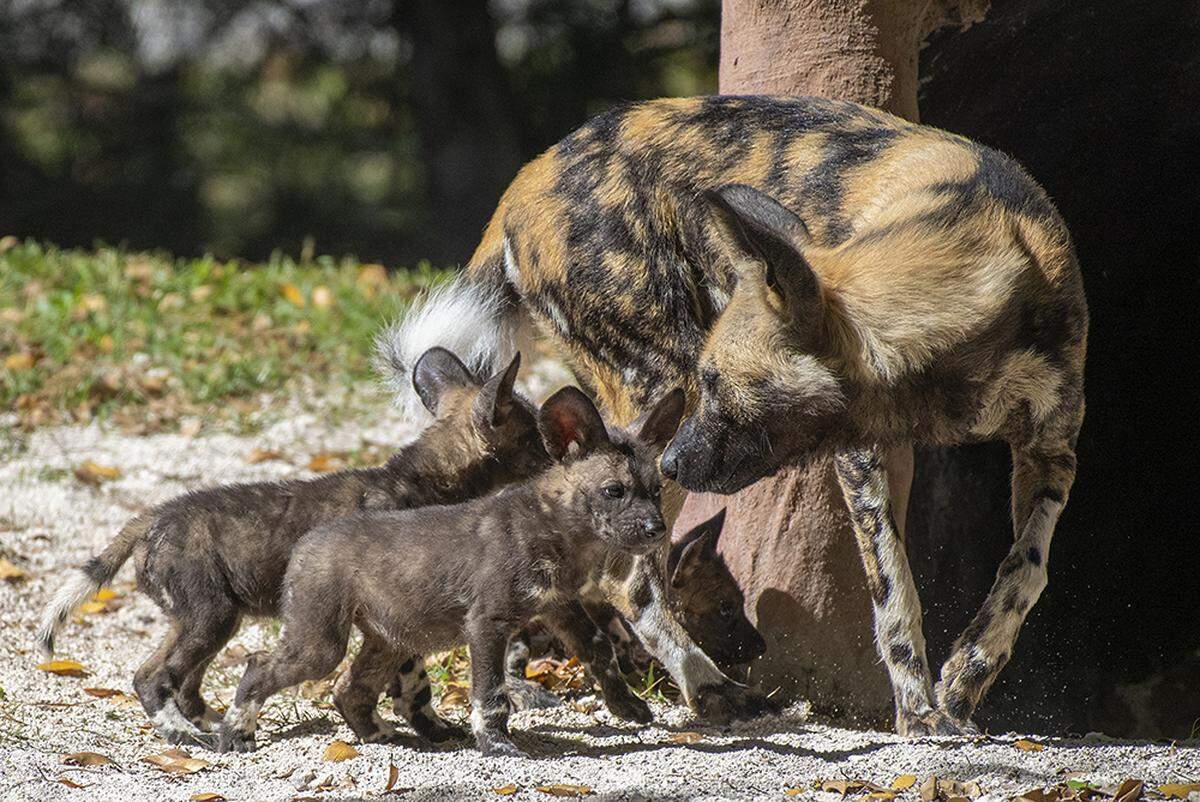 An African Painted Dog is surrounded by her litter at Zoo Miami March 7, 2019.