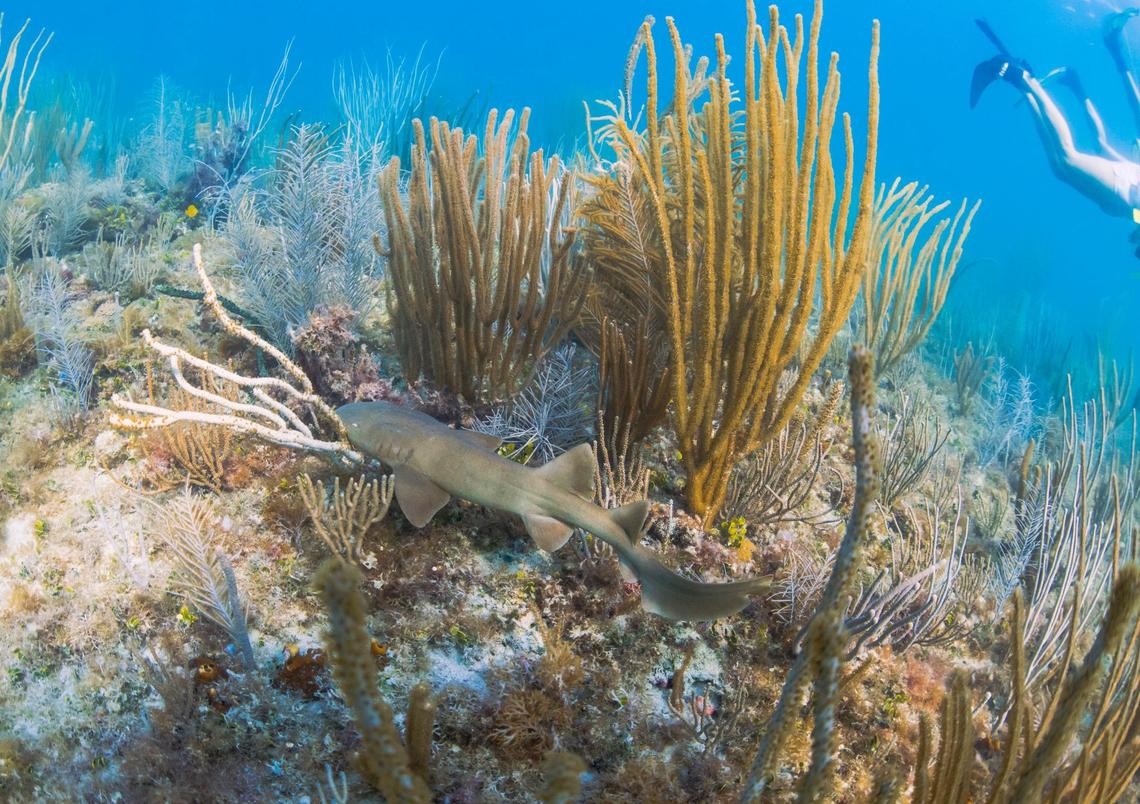 A juvenile nurse shark swims through a reef off of South Beach that is not yet environmentally protected on Wednesday, May 29, 2024, in South Beach. People advocating for the reef saying they hope the area could operate like Blue Heron bridge in West Palm or the Key West marine park. “The reef has always been here, we need to protect and promote it, protections to keep it safe; those sharks can be their own ambassadors,” said