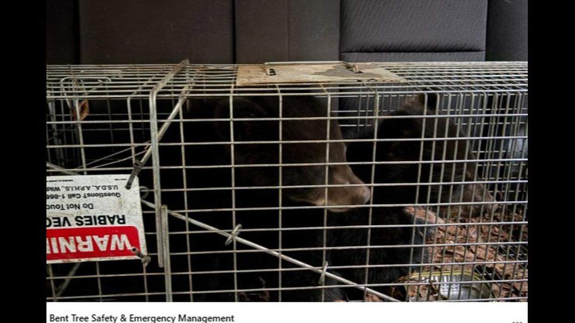Two bear cubs were safely captured after Georgia officials said their mother was shot dead by a resident.