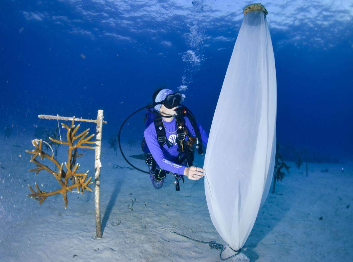 Gracia Schry, coral monitoring division lead, checks a net that will be placed over a spawning staghorn coral during the yearly coral spawning event on Tuesday, Aug. 12, 2025, at Spawning Alley, a nursery run by the Coral Restoration Foundation off of Key Largo, Fla.