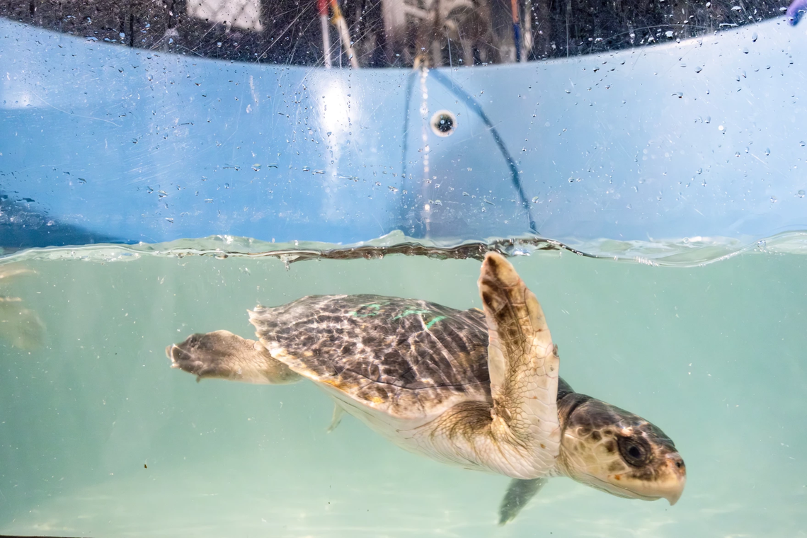 A Kemp’s ridley sea turtle swims Tuesday, Dec. 10, 2025, at the Turtle Hospital in Marathon, Florida, far from the cold Cape Cod Bay waters that left it hypothermic and unable to swim. The critically endangered juvenile was among 25 cold-stunned turtles flown to the Florida Keys by LightHawk volunteer pilots. After passing a swim test, the turtle was admitted to a hospital tank to begin treatment for pneumonia and other cold-related ailments.