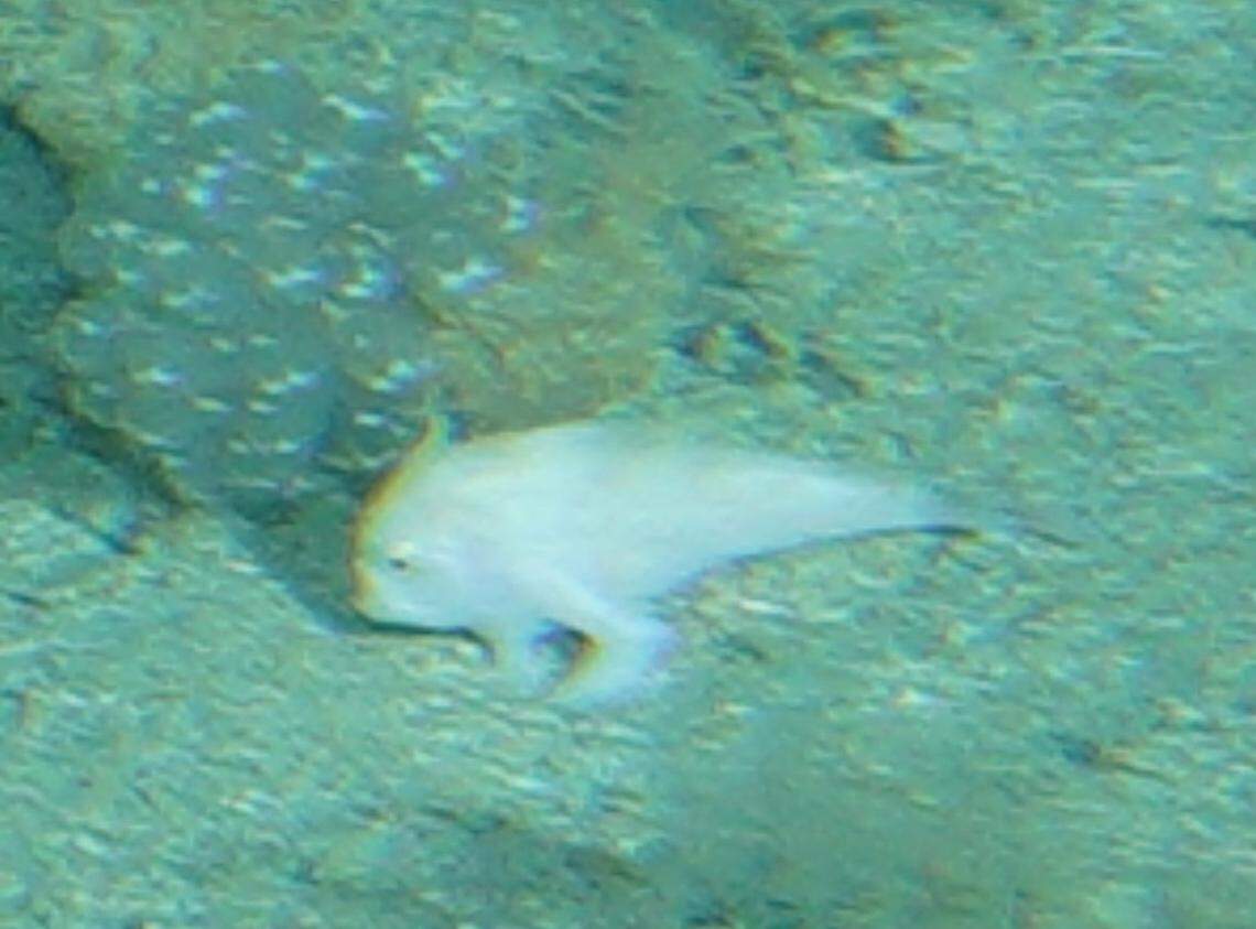 A close-up photo shows the handfish spotted off the coast of Tasmania.