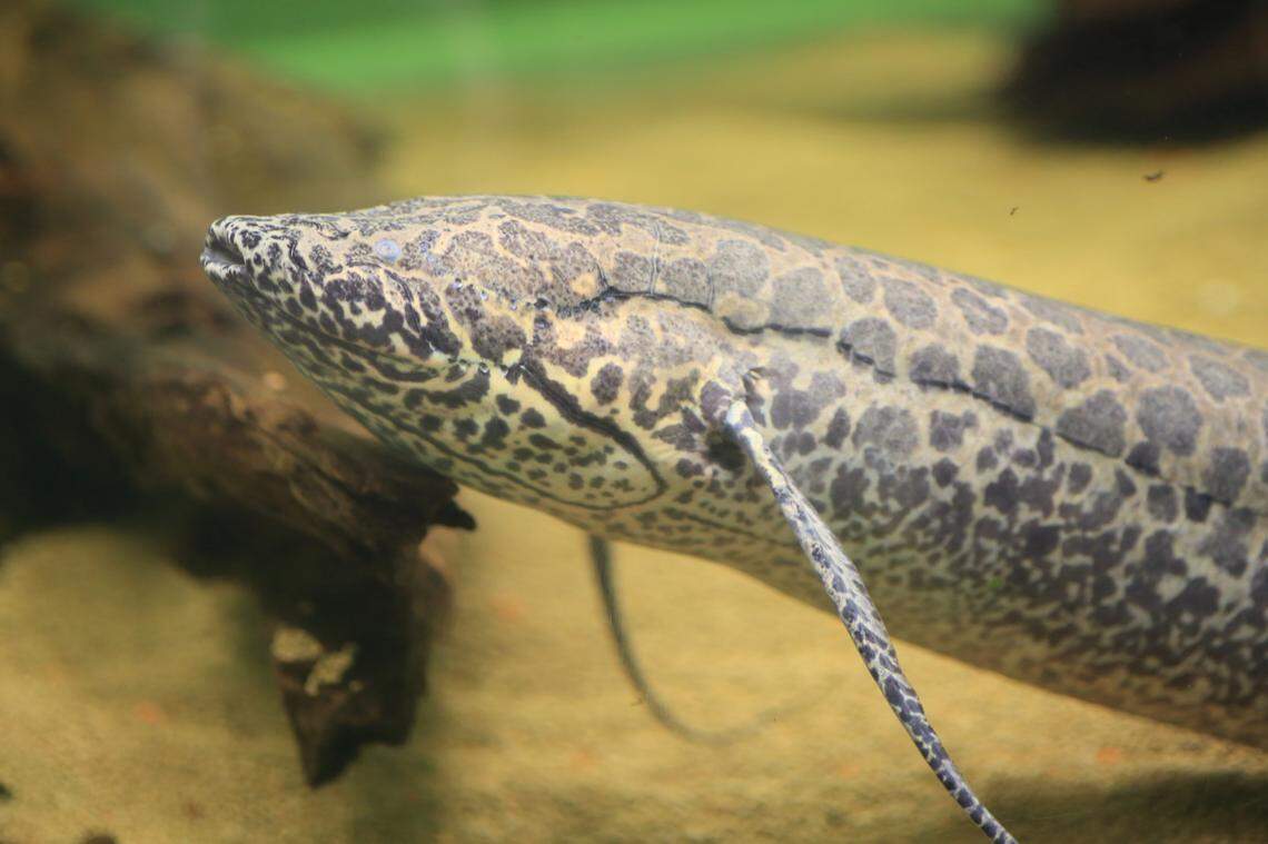 Lungfish have specialized organs that allow them to breathe air from the surface as well as use their gills.