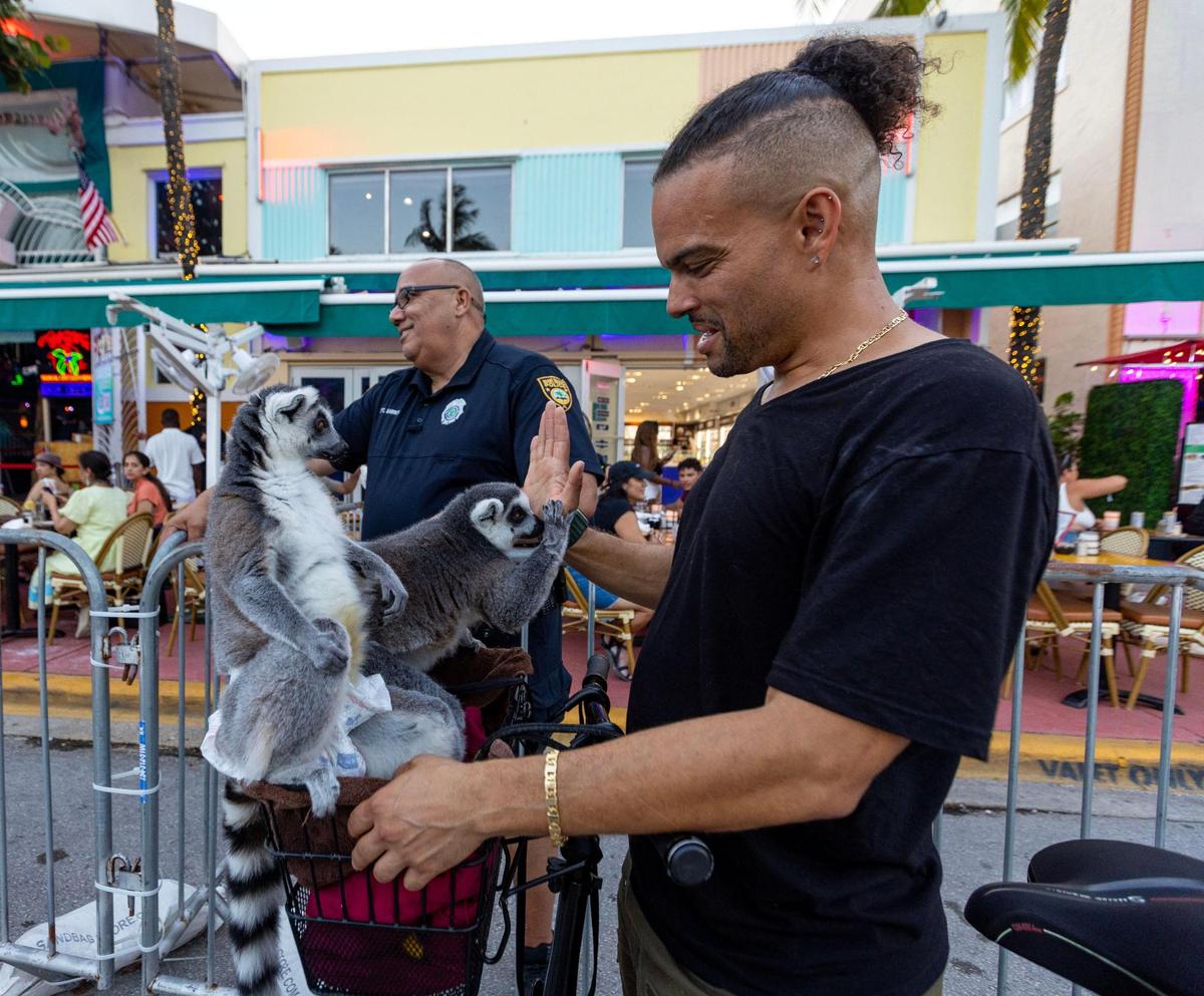Lamarr interacts with his pet lemurs Julian and Chase outside of Mango’s Tropical Cafe South Beach during Memorial Day weekend at Miami Beach, Florida, on Sunday, May 28, 2023.