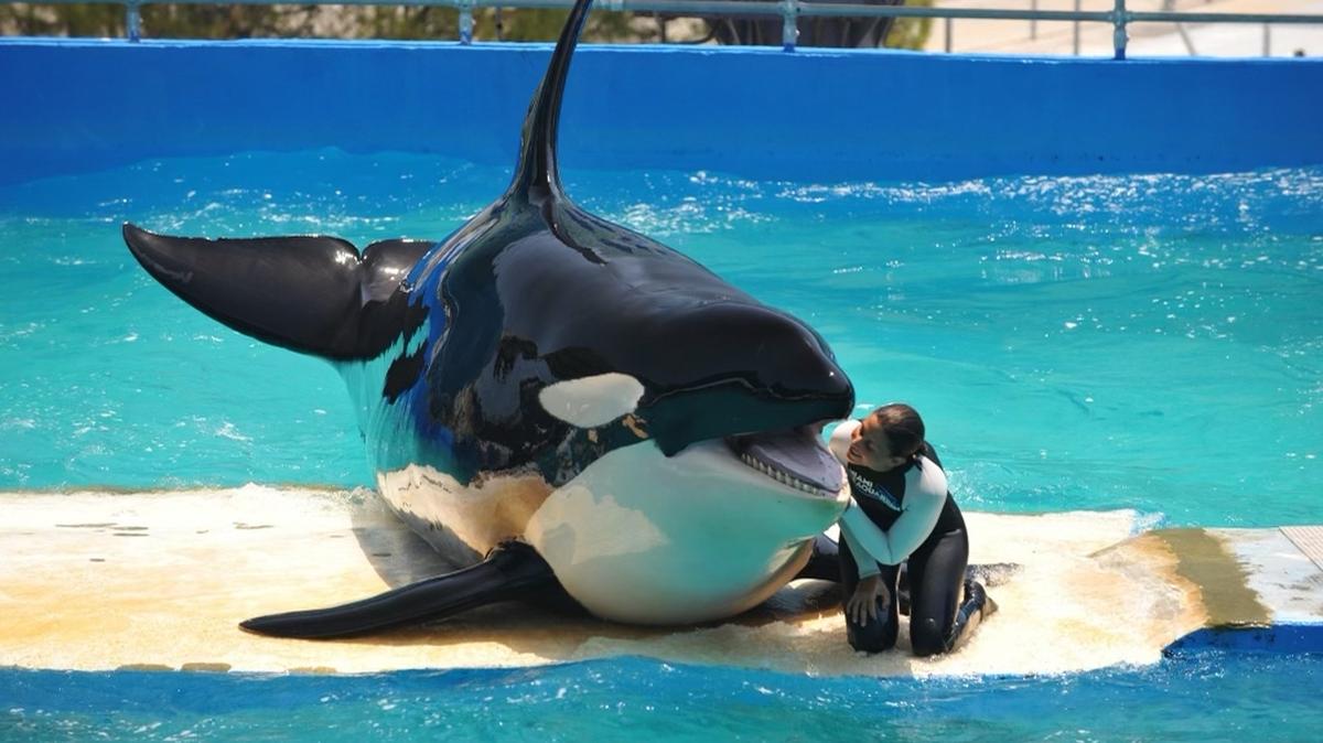 Before she died, Lolita’s former vets and trainers raised issues about her Seaquarium care