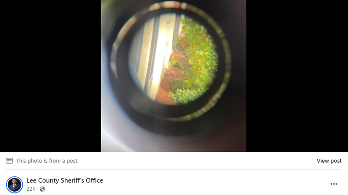 A large ball of fur was spotted in the bushes, prompting residents of a Florida community to call in wildlife officials.