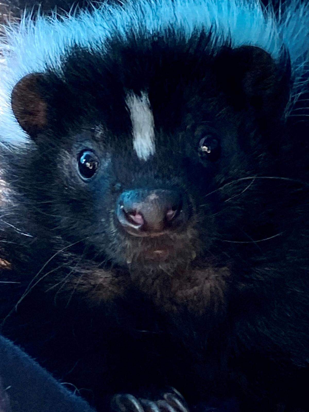 Squirt the skunk