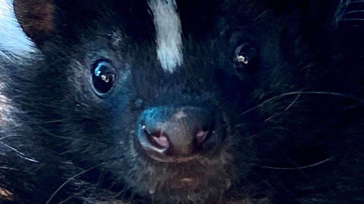 Squirt the skunk