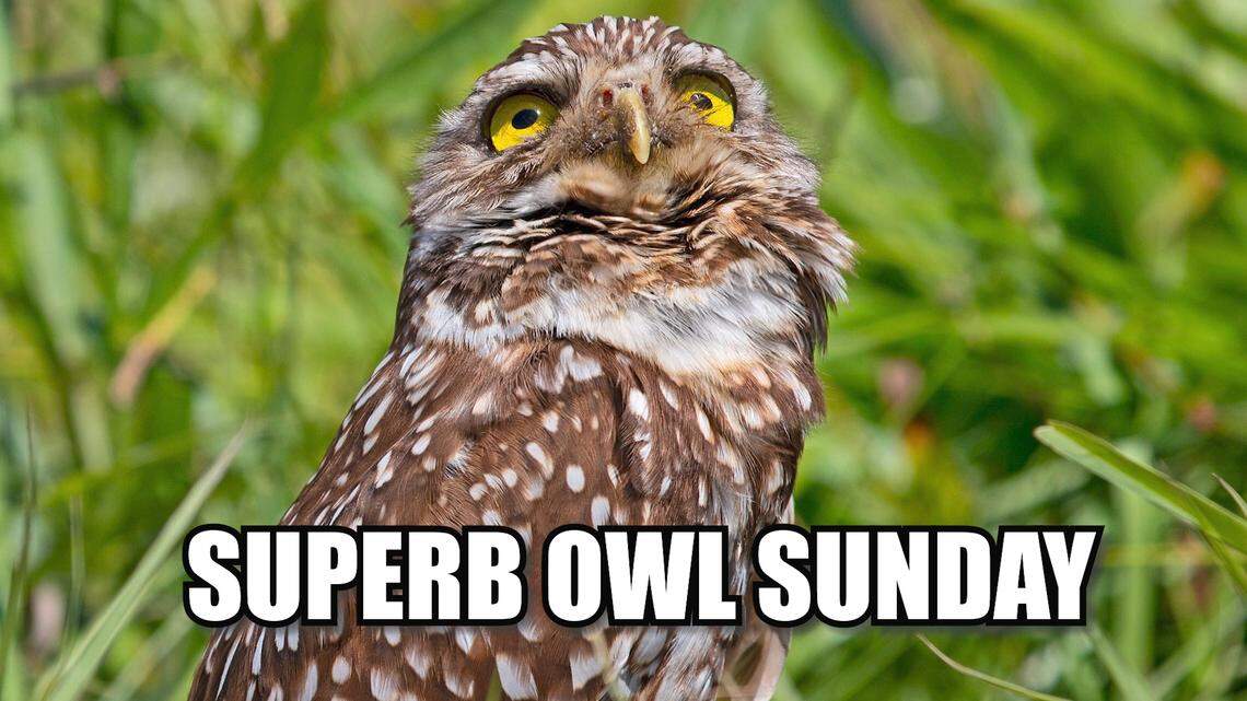 Are you ready for Superb Owl Sunday?
