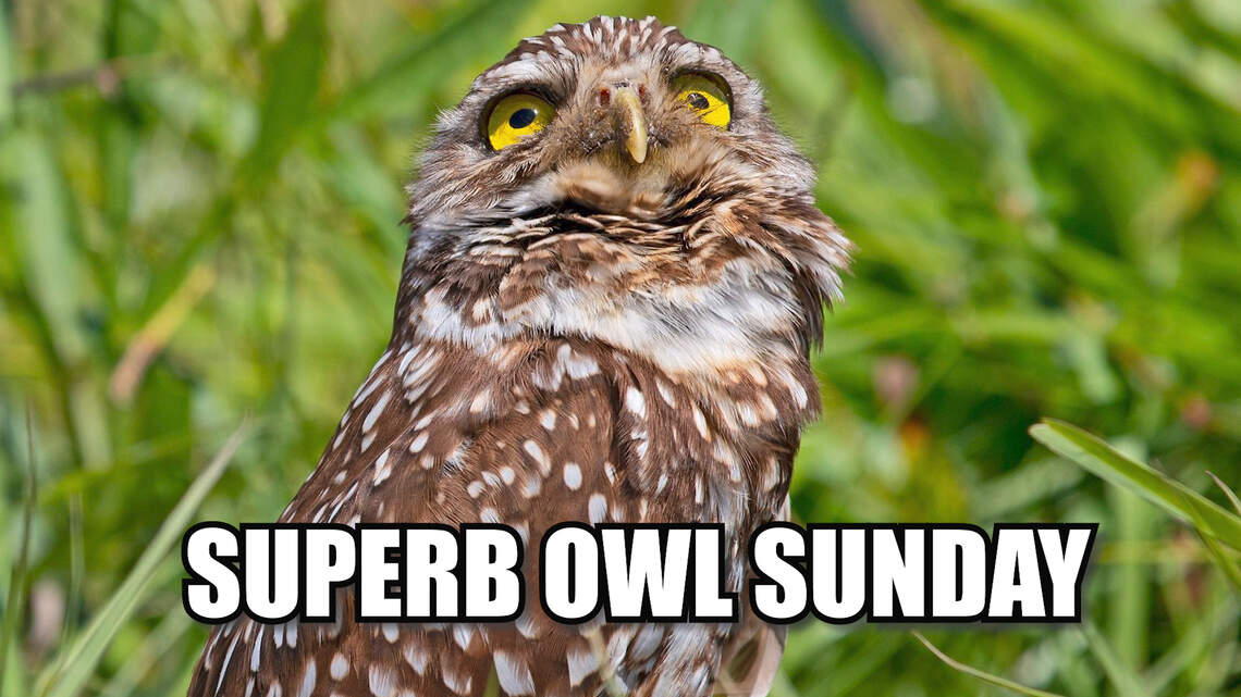 Here’s why you might see owls while scrolling through Twitter on Super Bowl Sunday