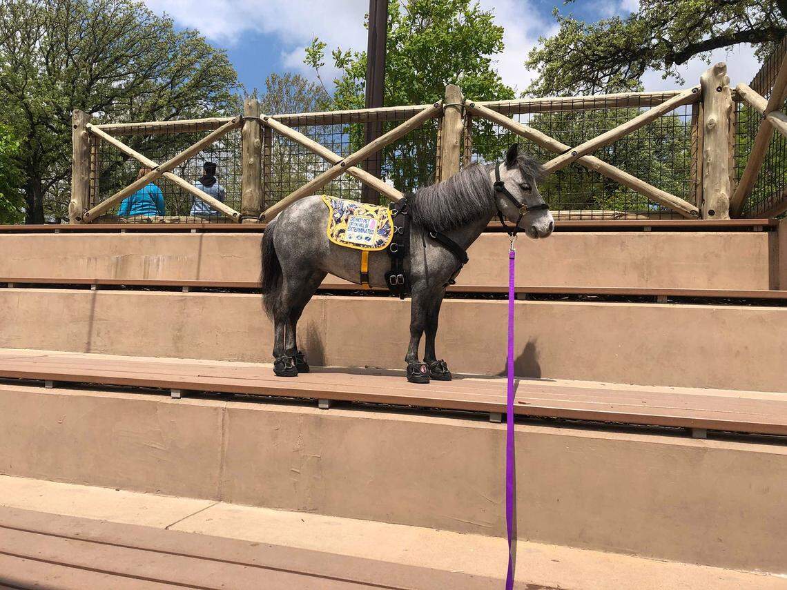 Flirty, a former showhorse, is 27 inches tall at the shoulder. She’s about two inches taller than a golden retriever and a Great Dane “would tower over her,” according to her handler.