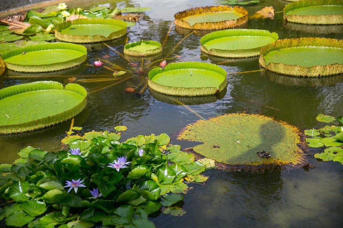 The Victoria Cruziana leaf, a kind of rimmed lily pad,  at a pond in Redland Fruit & Spice Park in South Dade.