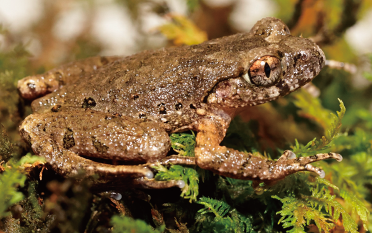 The toads have bi-colored eyes — the upper portion of their irises is copper to orange while the bottom portion is more silver.